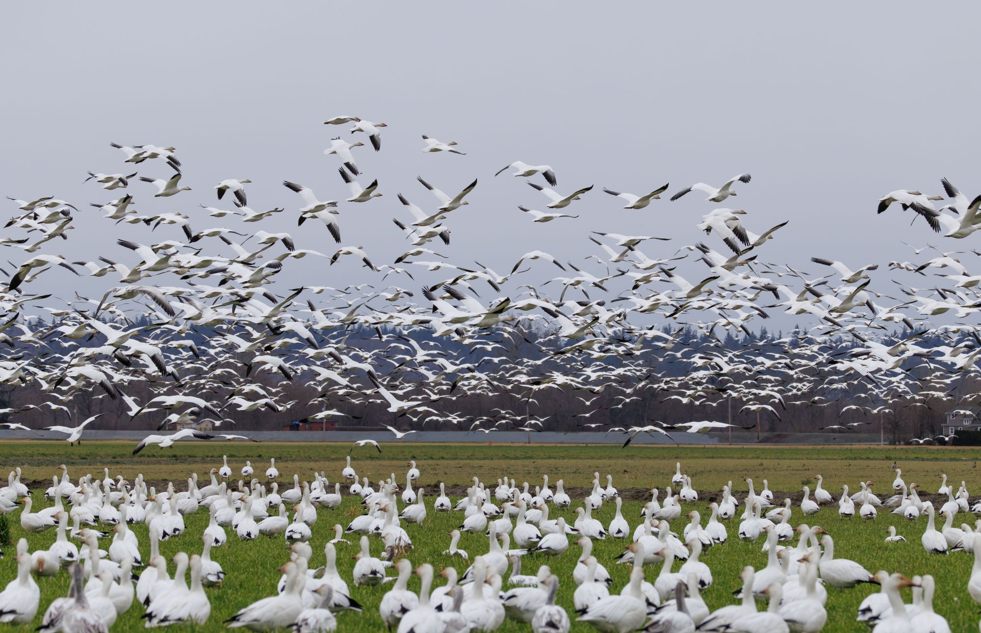 Tsawwassen East