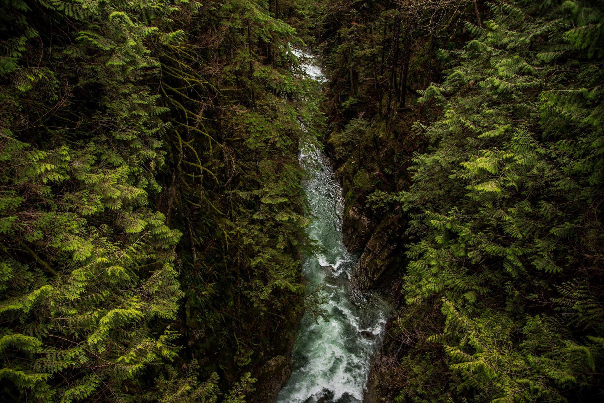 Lynn Valley Area